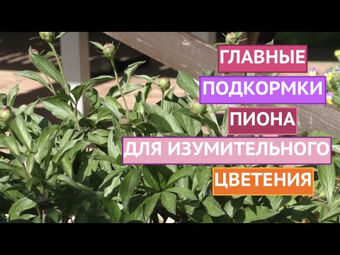 Видео: ХОТИТЕ ПЫШНОГО ЦВЕТЕНИЯ ПИОНОВ? ТОГДА НЕ ЗАБУДЬТЕ ИХ ПРАВИЛЬНО ПОДКОРМИТЬ!