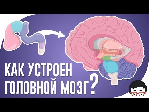 Видео: Как устроен головной мозг