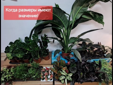 Видео: Обзор Поступления комнатных растений от 09.11.2024г. Спатифиллум сенсация, алоказия анторо вельвет.