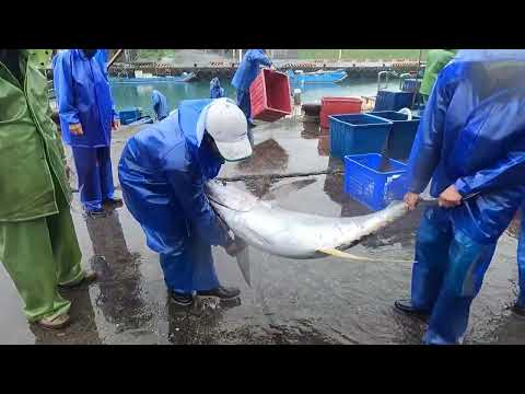 Видео: Сегодня в рыболовном порту проходит «тунцовый карнавал»! С одновременным прибытием пухлого гигант...