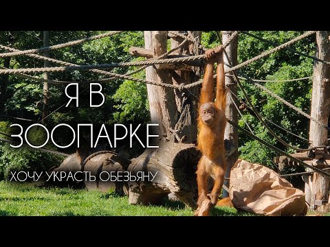 Видео: Хочу ОБЕЗЬЯНУ