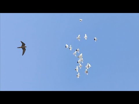 Видео: Сокол Сапсан атакует моих голубей! Falcon Peregrinus Attack pigeons!