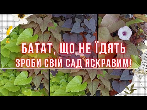 Видео: ІПОМЕЯ БАТАТ - доповнення квітучим рослинам. Як розмножити декоративний батат легко і швидко