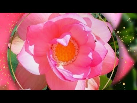 Видео: 🧚 ЛОТОС на Утином озере. И это ВСЁ о нём 🪷 Интересные факты 🪷💚