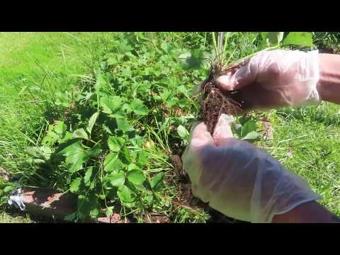 Видео: ОБНОВЛЕНИЕ старого куста КЛУБНИКИ, размножение, НЕТ УСОВ- НЕТ ЯГОД, ЗНАЧИТ ДЕЛИМ КУСТ,середина лета