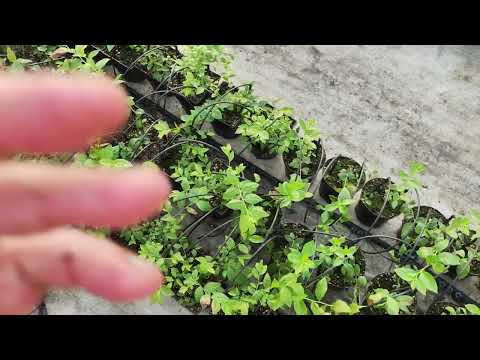 Видео: Что получилось раскачать из голубики Инвитро и черенкованной, сравниваем!