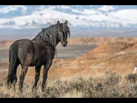 Видео: Шын жүйріктің үш шоқысы болады (аудиокітап)