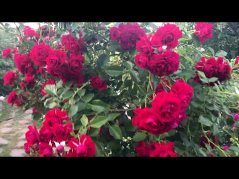 Видео: Холодная осень в Подмосковье не мешает цветению моих любимых роз.