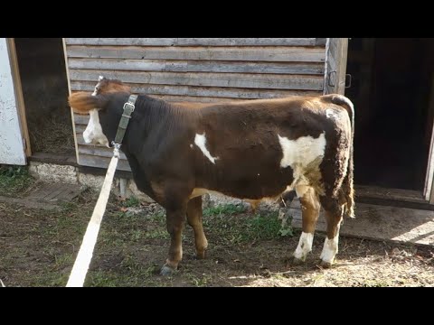 Видео: Бычки на пастбище. Осень. 6 сезон.