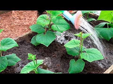 Видео: ПОСАДКА ОГУРЦОВ ПО НОВОМУ!