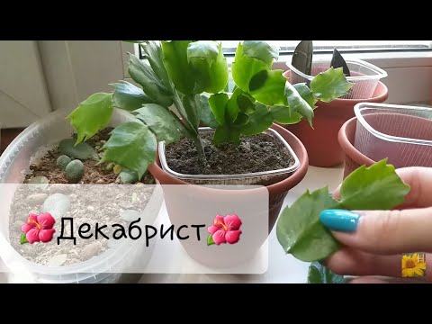 Видео: Комнатные растения🌱Декабрист (шлюмбергера)🌺Пересадка взрослого, укоренение, размножение сигментами🌿