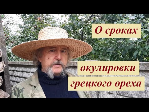 Видео: Про сроки окулировки грецкого ореха