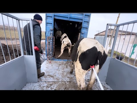 Видео: Відгодівля бичків. Реалізація на мʼясокомбінат. Шалені прирости - 30кг за 16днів