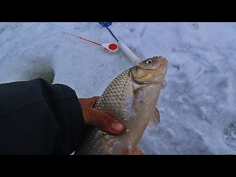 Видео: ЭТИ КАБАНЫ РВУТ ЛЕСКУ И ГНУТ КРЮЧКИ! РЫБАЛКА МЕЧТЫ! Ловля рыбы на мормышку 2025.