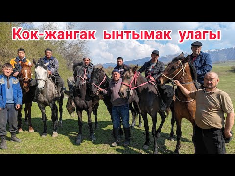 Видео: Кок-жангак ынтымак улагы
