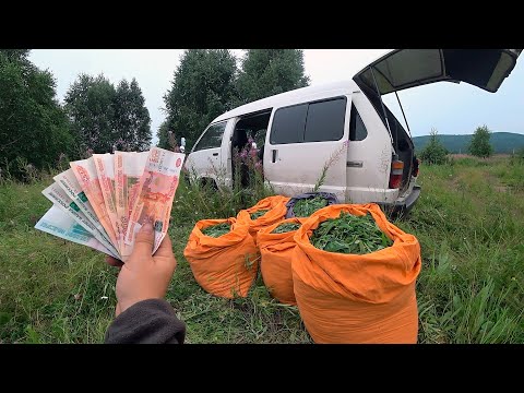 Видео: Мой заработок! Иван чай - такого результата я не ожидал. Метало коп на дне!