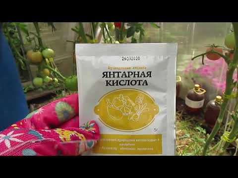 Видео: Начинаю борьбу с кладоспориозом на томатах.