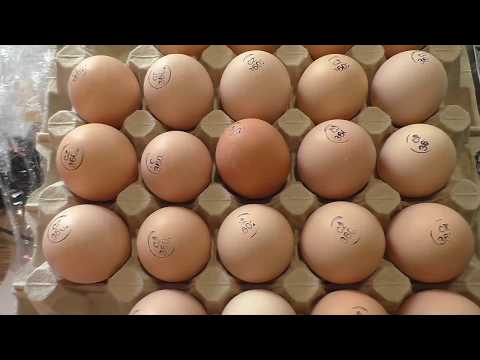 Видео: Инкубатор OVO 78 - итоги инкубации