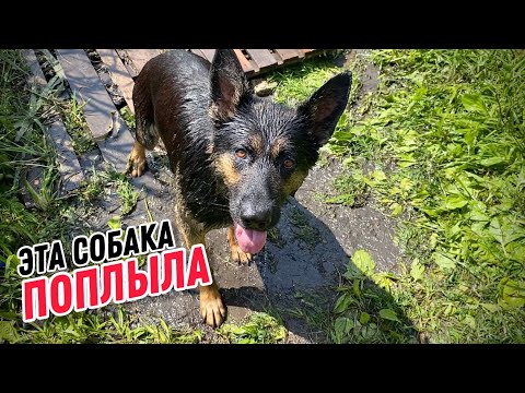Видео: КАК НАУЧИТЬ СОБАКУ ПЛАВАТЬ (ПОЛНАЯ ВЕРСИЯ)