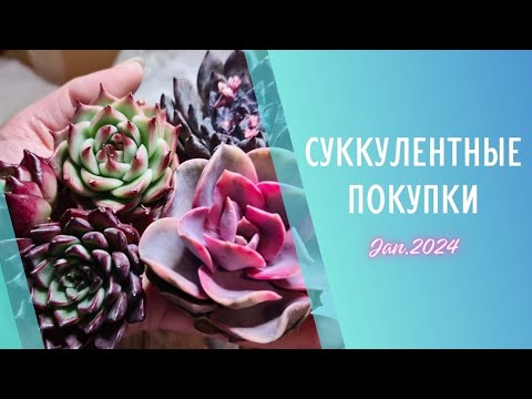 Видео: Распаковка корейских суккулентов 🌱 Январь 2024