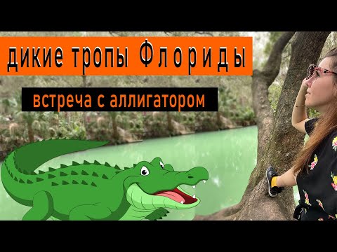 Видео: Дикие парки во Флориде / встреча с аллигатором