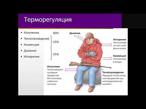 Видео: Терморегуляция