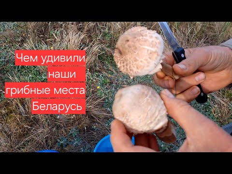 Видео: Вот чем удивили знакомые грибные места