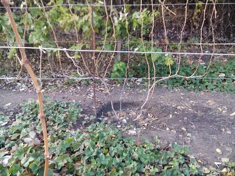 Видео: Обрезка на обратный рост: почему я ее не делаю