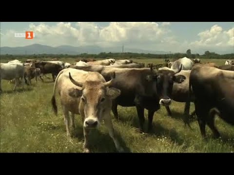 Видео: Пасищата в Централен Балкан - мираж за фермерите, Бразди – 21.09.2024 по БНТ