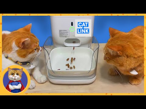 Видео: С этим устройством ваши котики не умрут с голоду, если вам придется уехать на пару недель