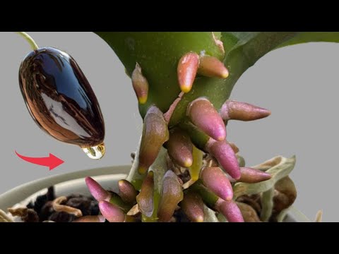 Видео: Сделайте это сейчас! Всего через 15 дней орхидеи дадут много цветочных веток и корней.