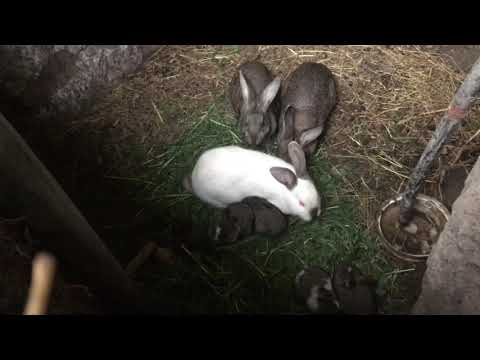 Видео: Розведення кролів в ямах