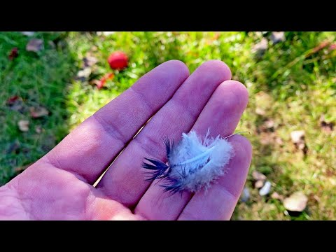 Видео: Ястреб лупашит Голубей! Нахожу одно Перья! Гон Бакинских Голубей
