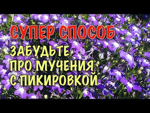 Видео: НЕТ ПИКИРОВКЕ! Как ПРОСТО И БЫСТРО посеять ЛОБЕЛИЮ. Два СУПЕР способа БЕЗ ПИКИРОВКИ! СЕЮ ТОЛЬКО ТАК!