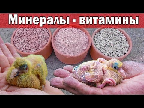 Видео: ЗАЛОГ ЗДОРОВЫХ ГОЛУБЯТ | ХОРОШАЯ МИНЕРАЛКА И ВИТАМИНЫ