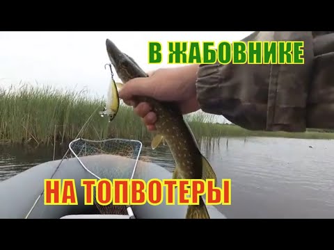 Видео: СО СПИННИНГОМ ПО ЖАБОВНИКУ. ЛОВЛЯ ЩУКИ НА ТОПВОТЕРЫ.