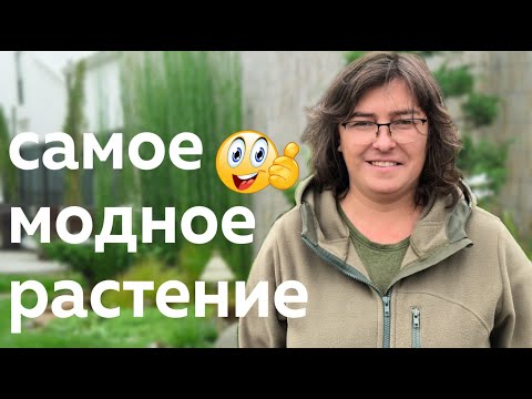 Видео: Самое модное растение /Наталья Самойленко/