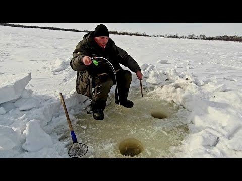 Видео: Закрытие зимнего сезона. Рыбалка на Амуре. Щука. Сиг