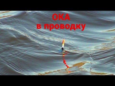 Видео: ПОПЛАВОЧНАЯ УДОЧКА на ОКЕ. ДЕСЯТЬ ВИДОВ РЫБ. Кто клюнет следующий.