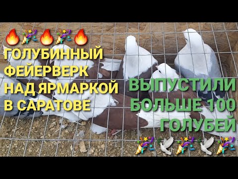 Видео: 🔥🤣🔥Голубинный фейерверк над ярмаркой в Саратове! 🎉🔥🎉Выпустили больше 100 голубей! Bird Market. 鸽子.