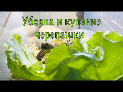 Видео: УБОРКА И КУПАНИЕ ЧЕРЕПАШКИ