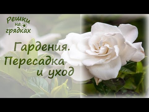 Видео: Гардения жасминовидная | Пересадка и уход в домашних условиях