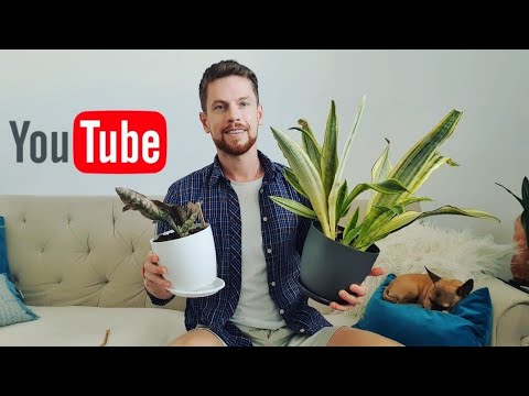 Видео: Сансевьерии из Германии. Обзор спустя 4 месяца после получения посылки.