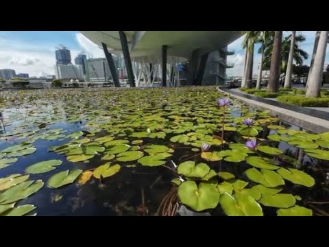 Видео: Прогулка по центру Сингапура