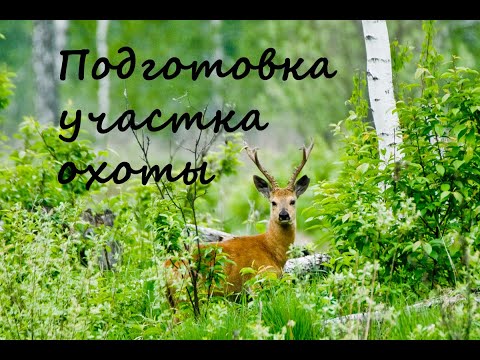 Видео: Подготовка участка трофейной охоты на косулю.