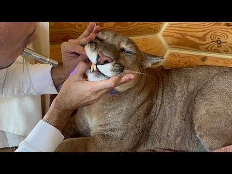 Видео: Пума Месси позволил удалить ему зубной камень!| Puma Messi let him remove tartar from his teeth!