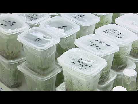 Видео: Прорыв в селекции жимолости. НПЦ «АГРОПИЩЕПРОМ» представил новые межвидовые гибриды жимолости