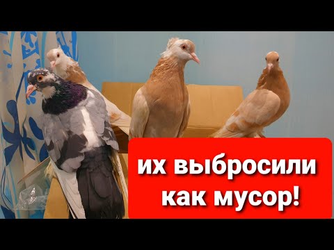 Видео: НЕЛЮДИ ВЫБРОСИЛИ ГОЛУБЕЙ НА ПОМОЙКУ!