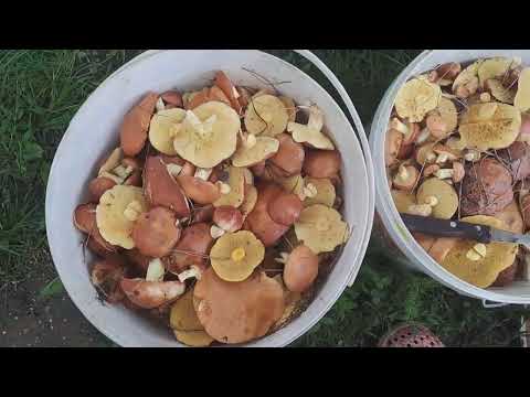 Видео: 28 ИЮНЯ, НАШ ГРИБНОЙ УЛОВ🤗🌻🌻🌻