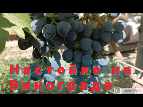 Видео: Настойка на винограде Молдова # Дегустация